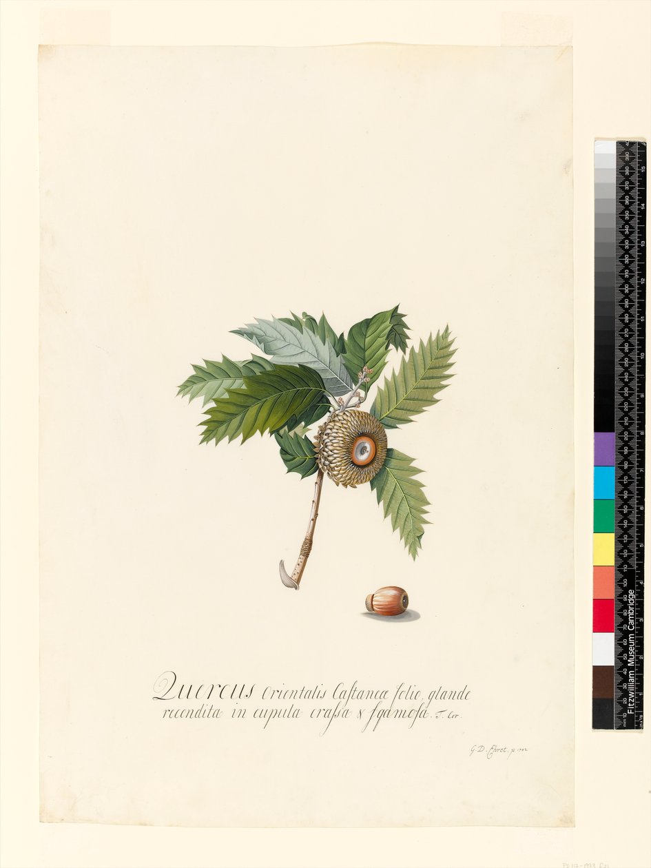 क्वेरकस ओरिएंटलिस, 1742 (डब्ल्यूसी और बॉडीकोलर वेल्लम पर) द्वारा जॉर्ज डायोनिसियस एह्रेत
