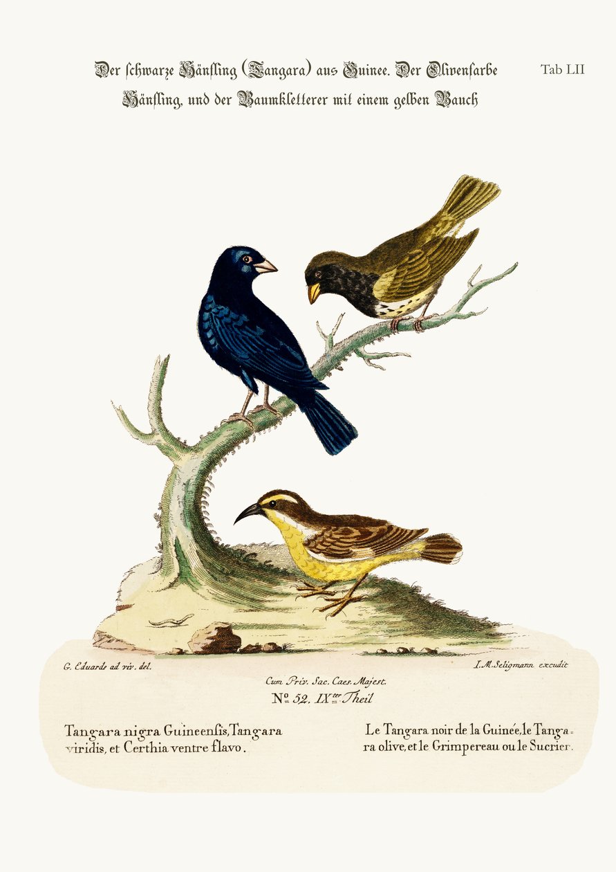 द ब्लैक लाइननेट, ऑलिव-कलर लाइननेट, और येलो-बेलिड क्रीपर, 1749-73 द्वारा जॉर्ज एडवर्ड्स
