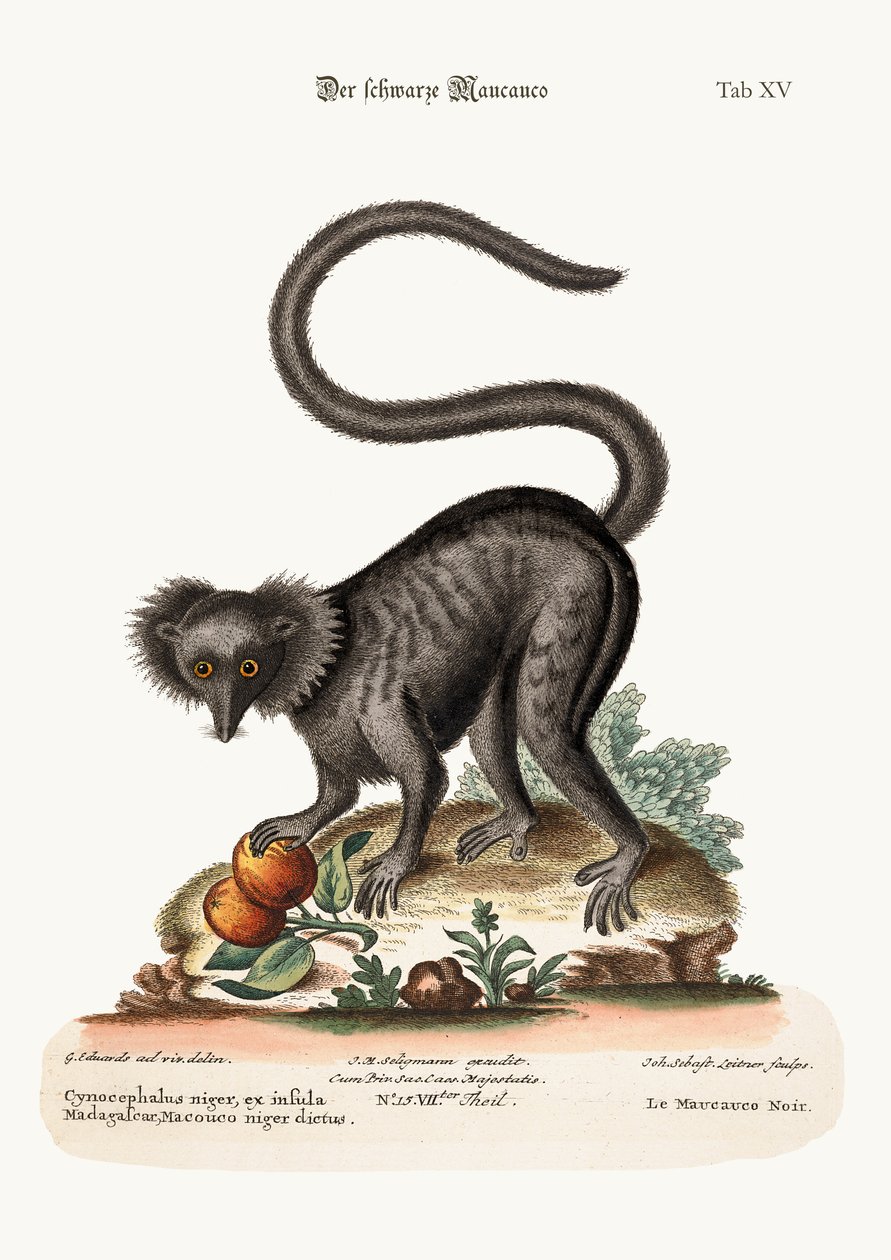 द ब्लैक माउचूको, 1749-73 द्वारा जॉर्ज एडवर्ड्स