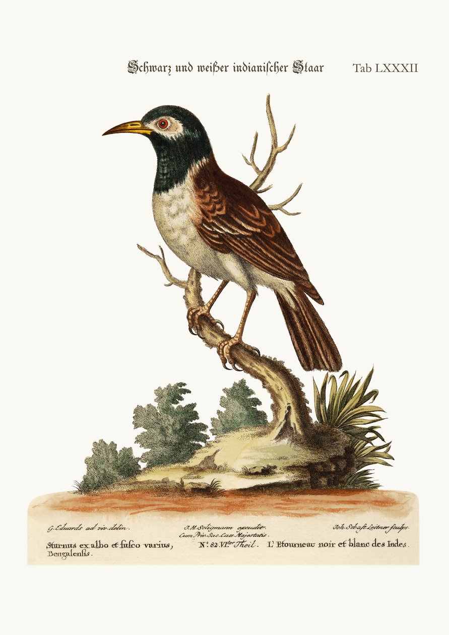 द ब्लैक एंड व्हाइट इंडियन स्टारलिंग, 1749-73 द्वारा जॉर्ज एडवर्ड्स