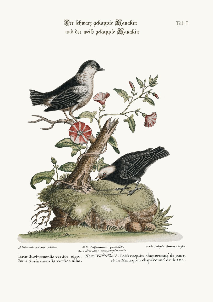 ब्लैक कैप्ड मैनकिन, और व्हाइट कैप्ड मैनकिन, 1749-73 द्वारा जॉर्ज एडवर्ड्स