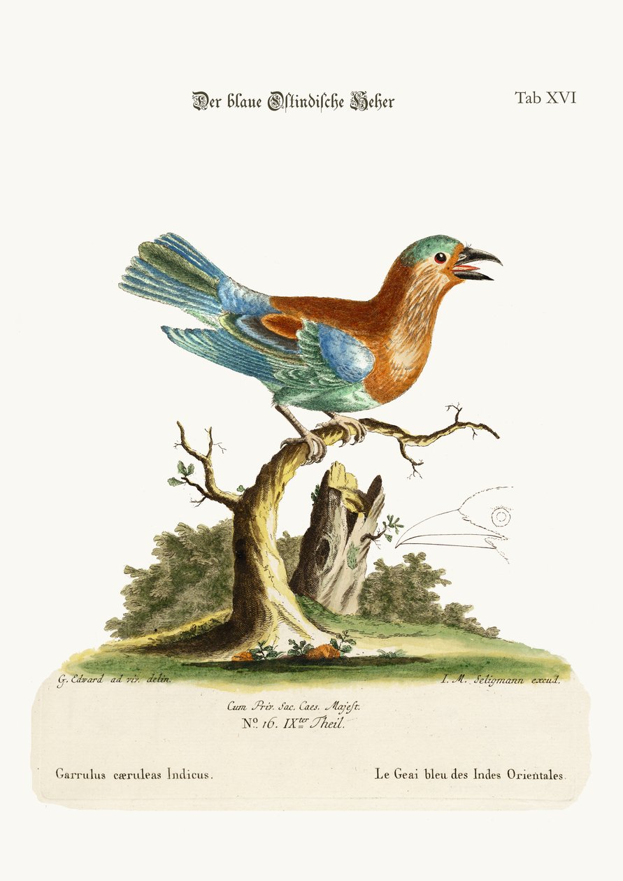 ईस्ट-इंडीज से ब्लू जे, 1749-73 द्वारा जॉर्ज एडवर्ड्स