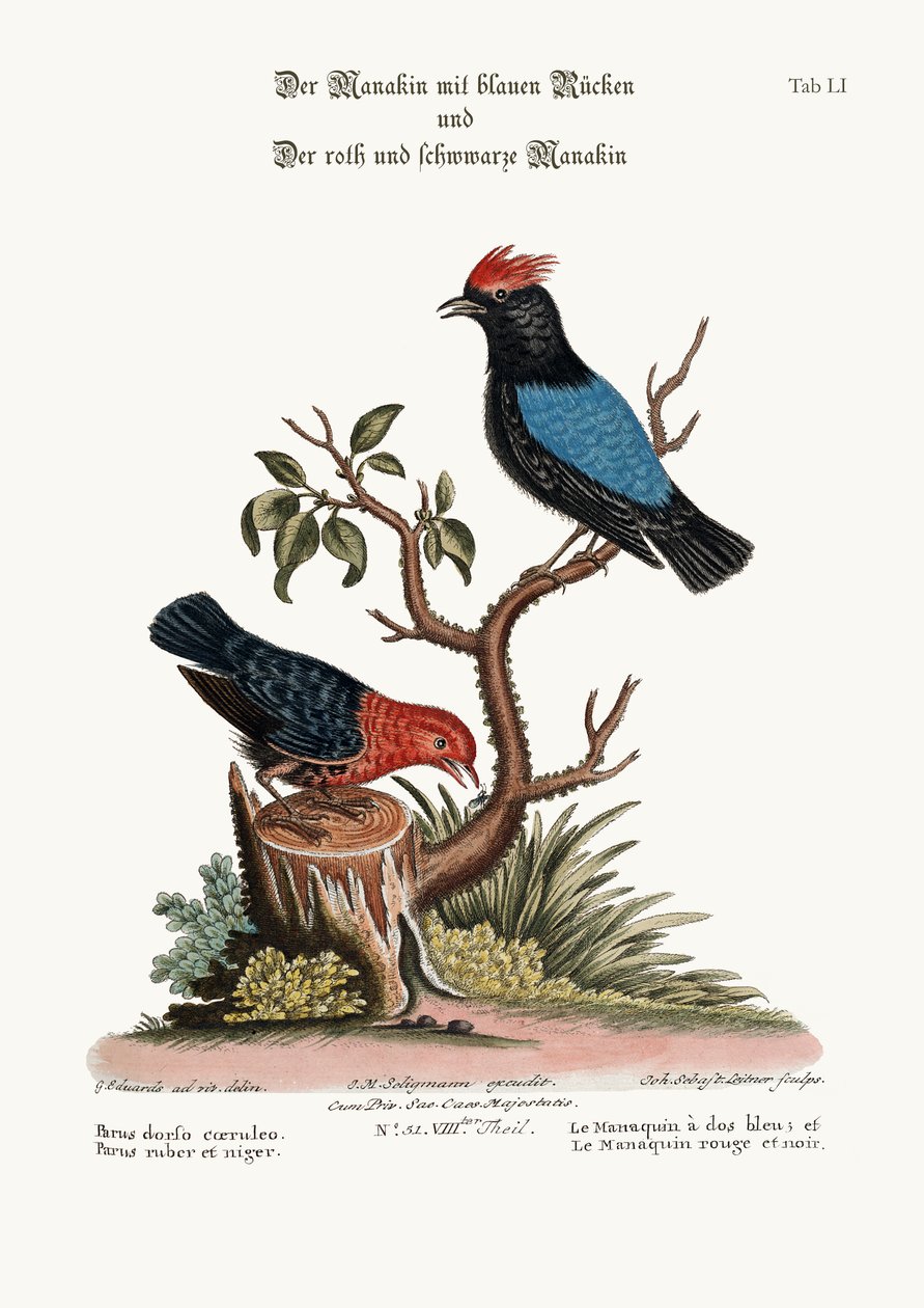 ब्लू-समर्थित मनाकिन, और रेड एंड ब्लैक मैनकिन, 1749-73 द्वारा जॉर्ज एडवर्ड्स