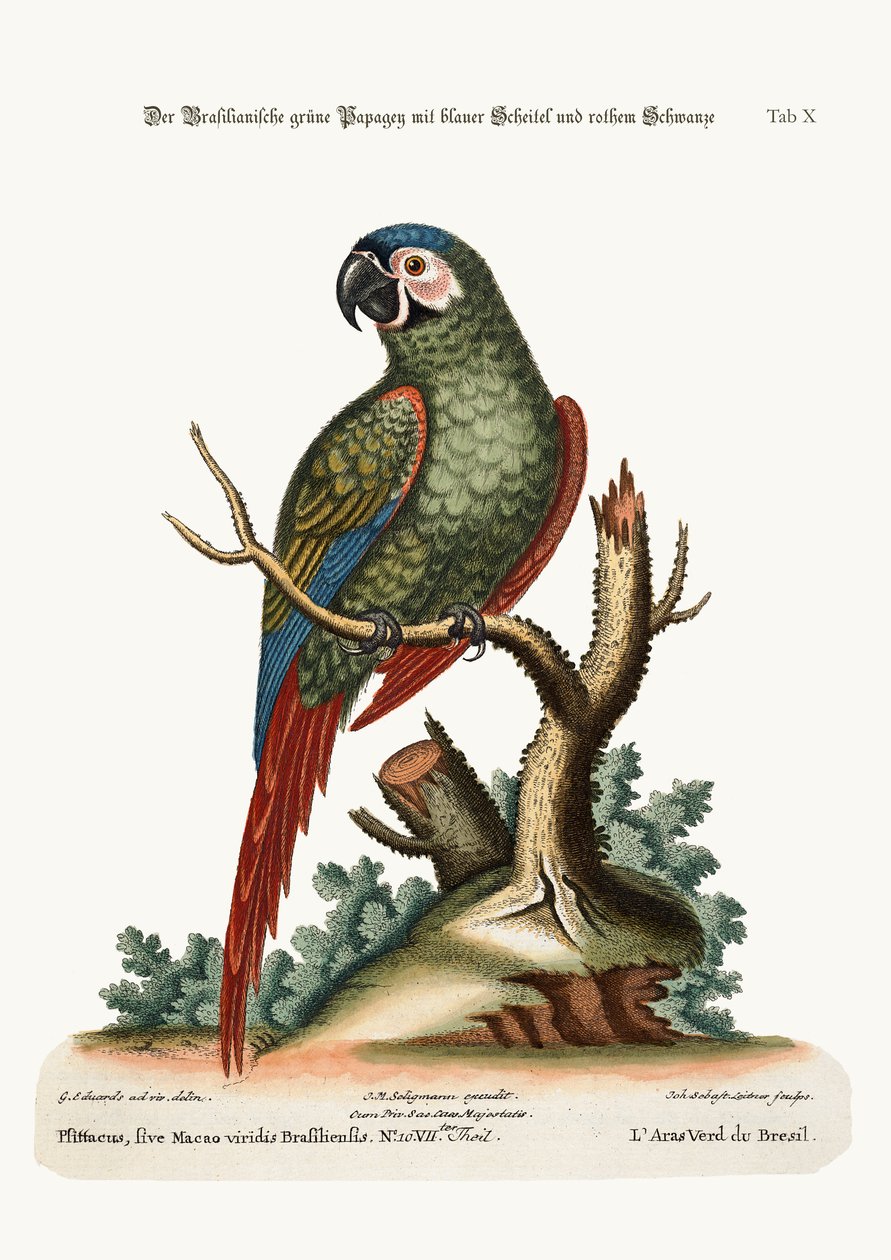 द ब्रासीलियन ग्रीन मैककॉ, 1749-73 द्वारा जॉर्ज एडवर्ड्स