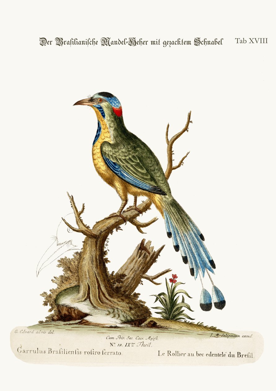 द ब्रासीलियन सॉ-बिल्ड रोलर, 1749-73 द्वारा जॉर्ज एडवर्ड्स