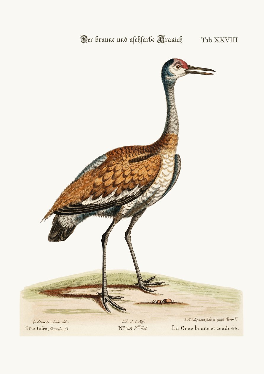 द ब्राउन एंड ऐश-कलर्ड क्रेन, 1749-73 द्वारा जॉर्ज एडवर्ड्स