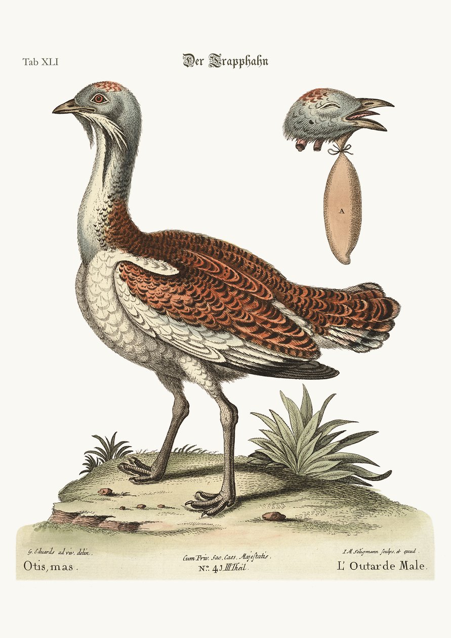 द बस्टर्ड कॉक, 1749-73 द्वारा जॉर्ज एडवर्ड्स