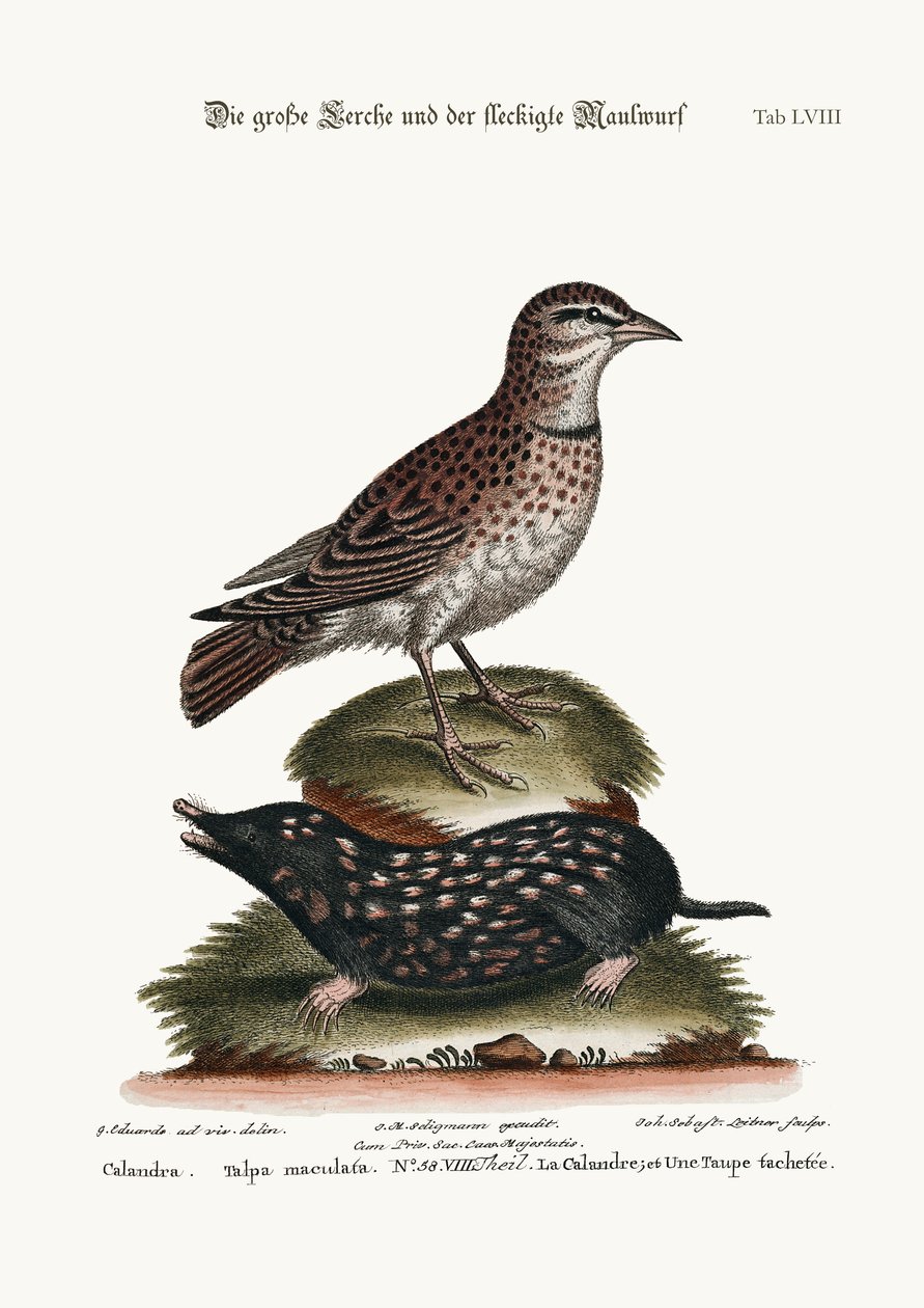 कालैंड्रा, और स्पॉटेड मोल, 1749-73 द्वारा जॉर्ज एडवर्ड्स