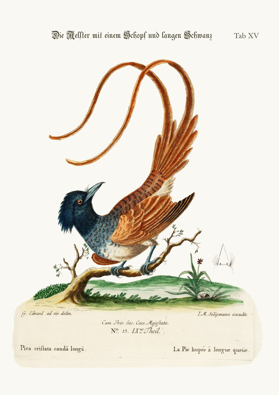 द क्रेस्टेड लॉन्ग टेल पूंछ, 1749-73 द्वारा जॉर्ज एडवर्ड्स