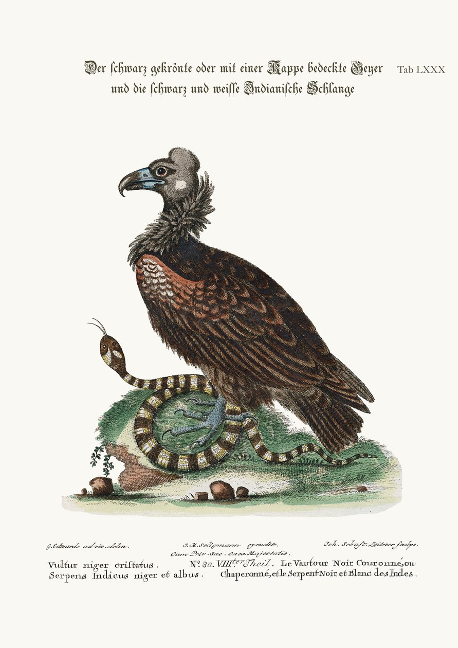 द क्रेस्टेड या कोप्ड ब्लैक वल्चर, और ब्लैक एंड व्हाइट इंडियन स्नेक, 1749-73 द्वारा जॉर्ज एडवर्ड्स