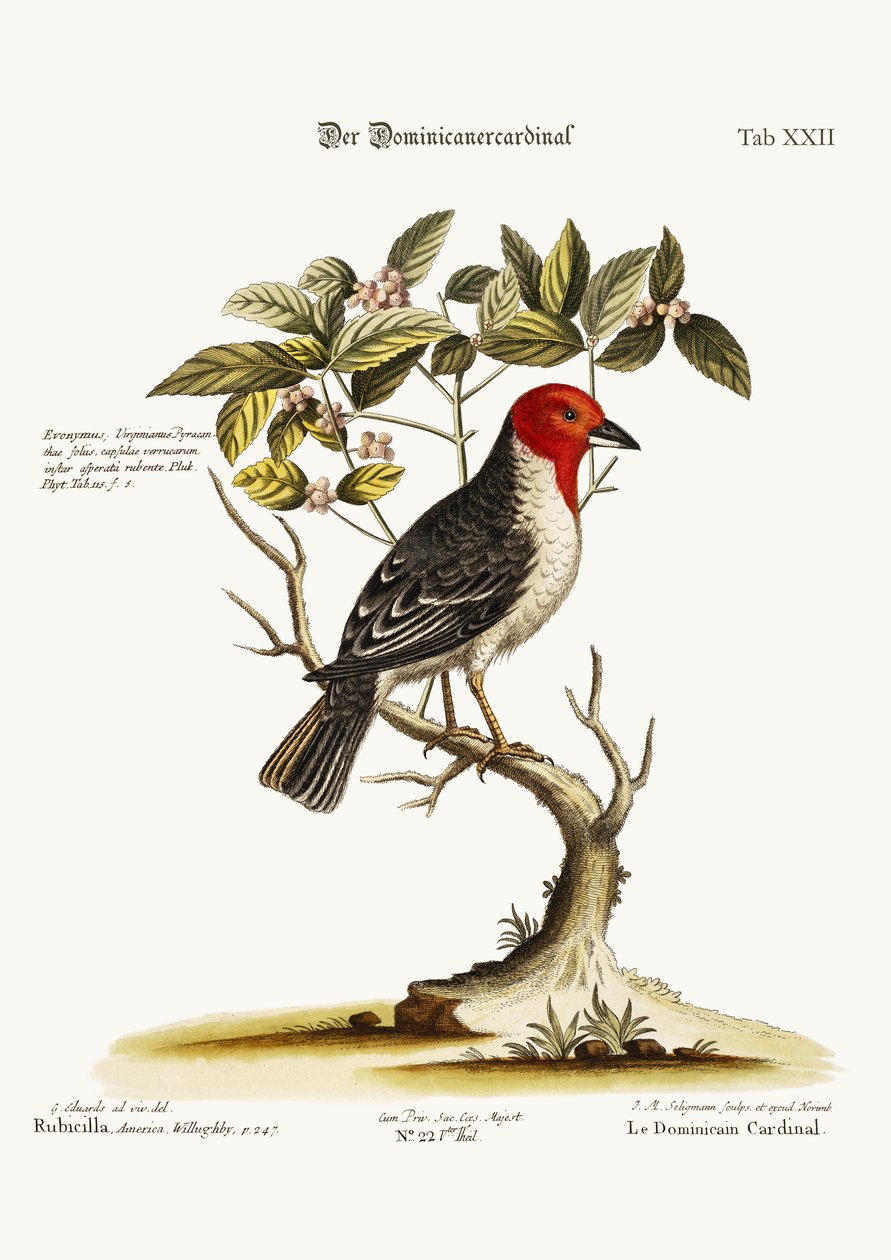 डोमिनिकन-कार्डिनल, 1749-73 द्वारा जॉर्ज एडवर्ड्स