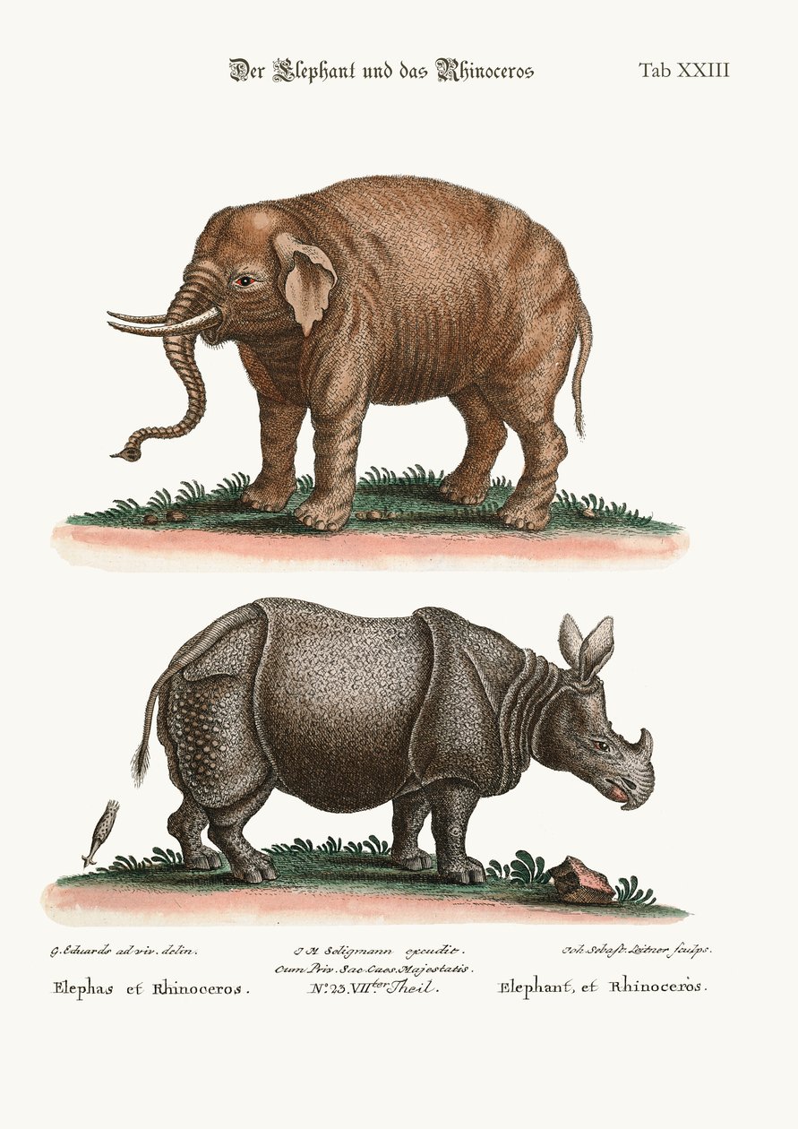 हाथी और गैंडा, 1749-73 द्वारा जॉर्ज एडवर्ड्स