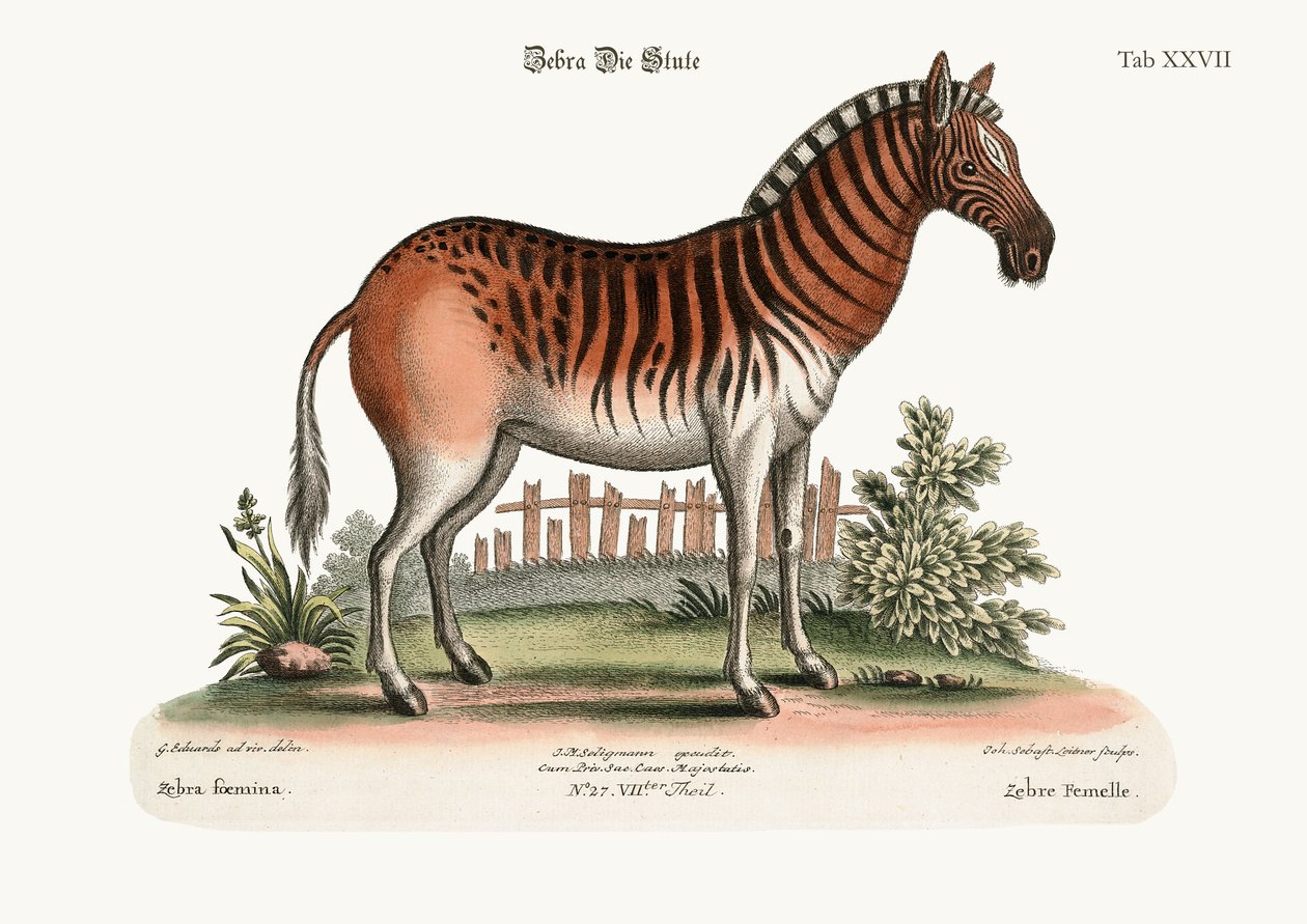 द फीमेल ज़ेबरा, 1749-73 द्वारा जॉर्ज एडवर्ड्स