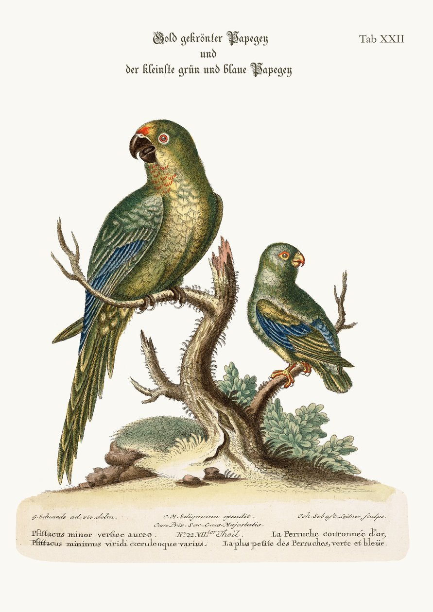 गोल्डन-क्राउन पाराकेट और सबसे कम हरे और नीले पर्किट, 1749-73 द्वारा जॉर्ज एडवर्ड्स