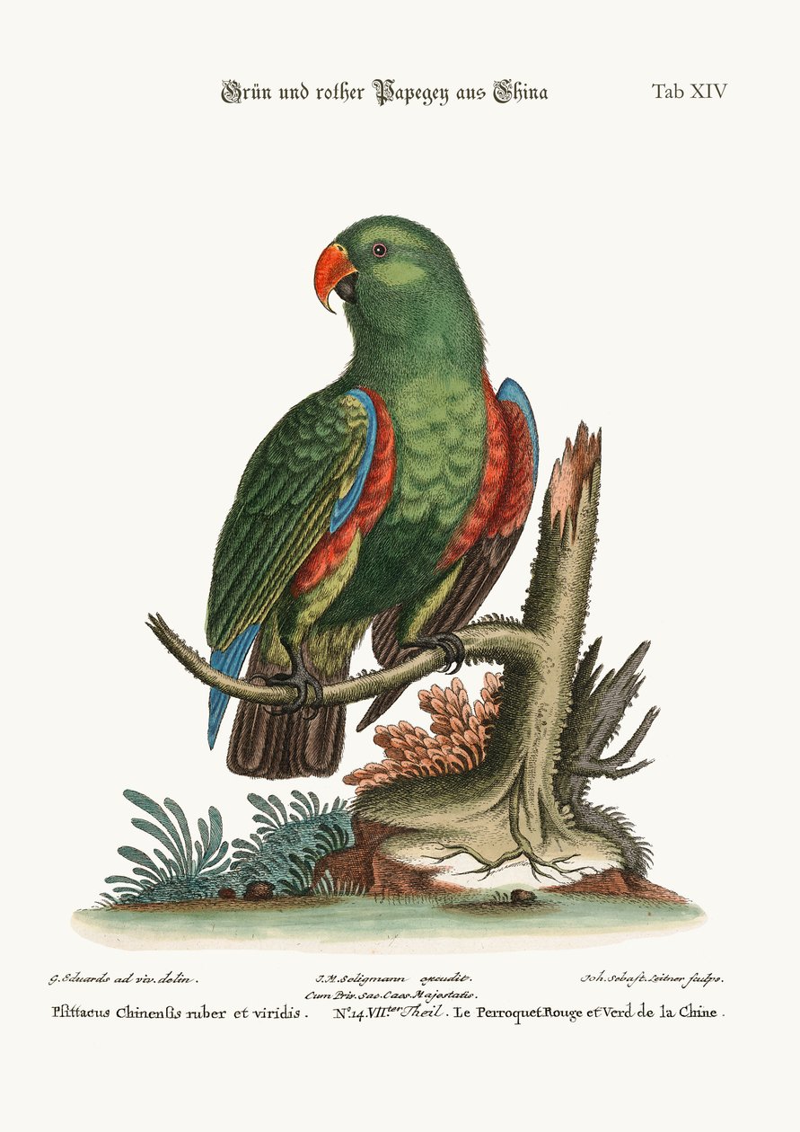चीन से हरा और लाल तोता, 1749-73 द्वारा जॉर्ज एडवर्ड्स