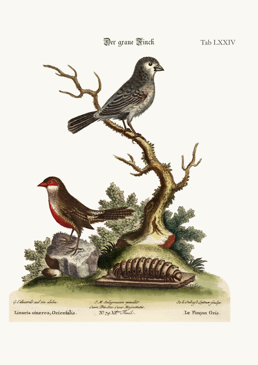 द ग्रे फिंच। वैक्स बिल, 1749-73 द्वारा जॉर्ज एडवर्ड्स