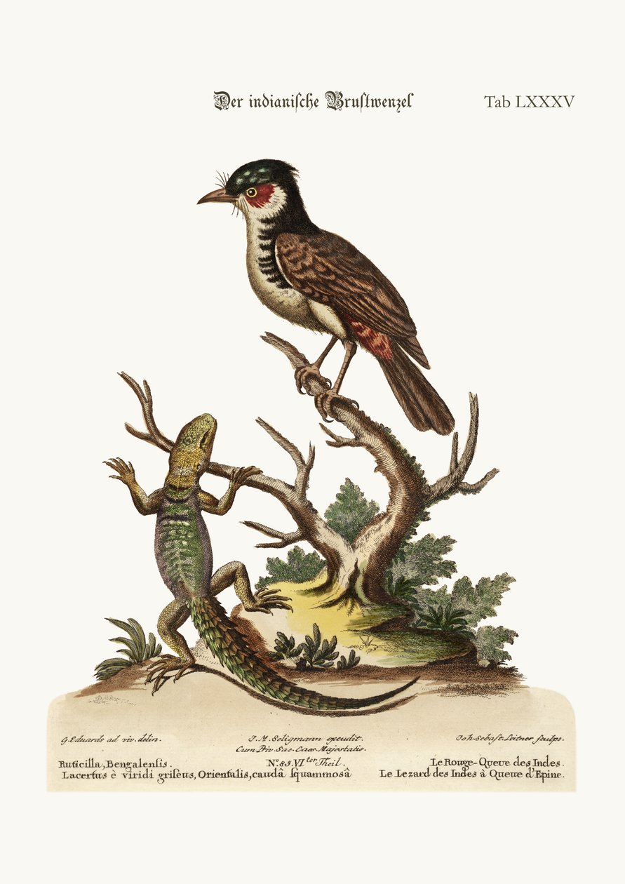 भारतीय रेडस्टार्ट। द थॉर्न-टेल्ड इंडियन छिपकली, 1749-73 द्वारा जॉर्ज एडवर्ड्स