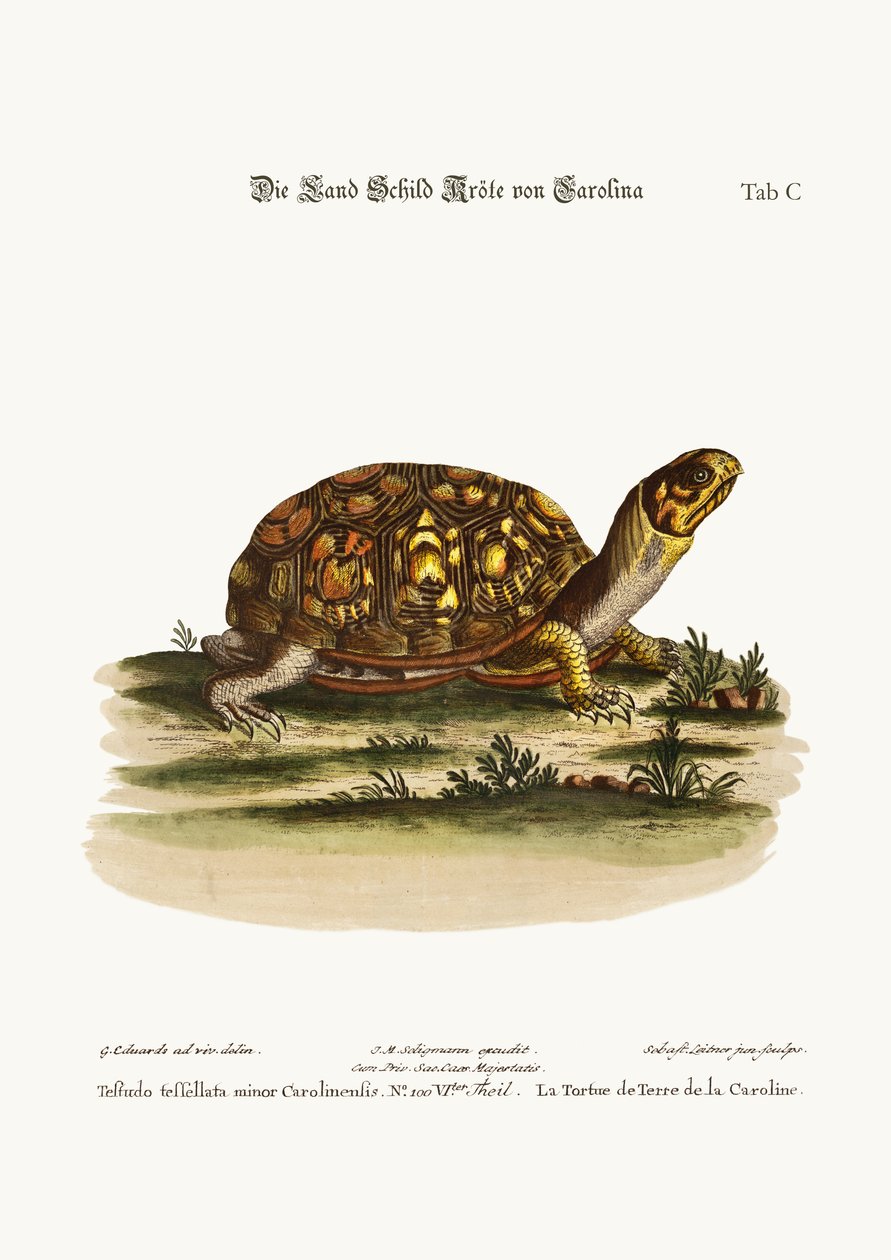 कैरोलिना से भूमि-कछुआ, 1749-73 द्वारा जॉर्ज एडवर्ड्स