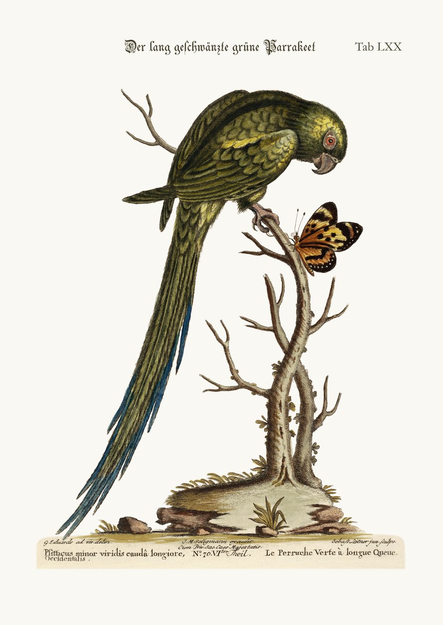 लम्बी पूंछ वाला हरा पाराकेट, 1749-73 द्वारा जॉर्ज एडवर्ड्स