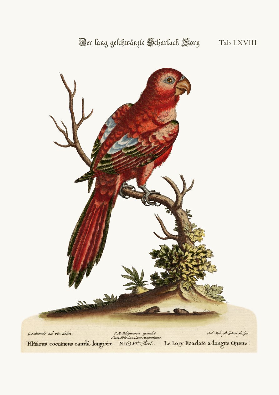 लंबे पूंछ वाले स्कारलेट लॉरी, 1749-73 द्वारा जॉर्ज एडवर्ड्स