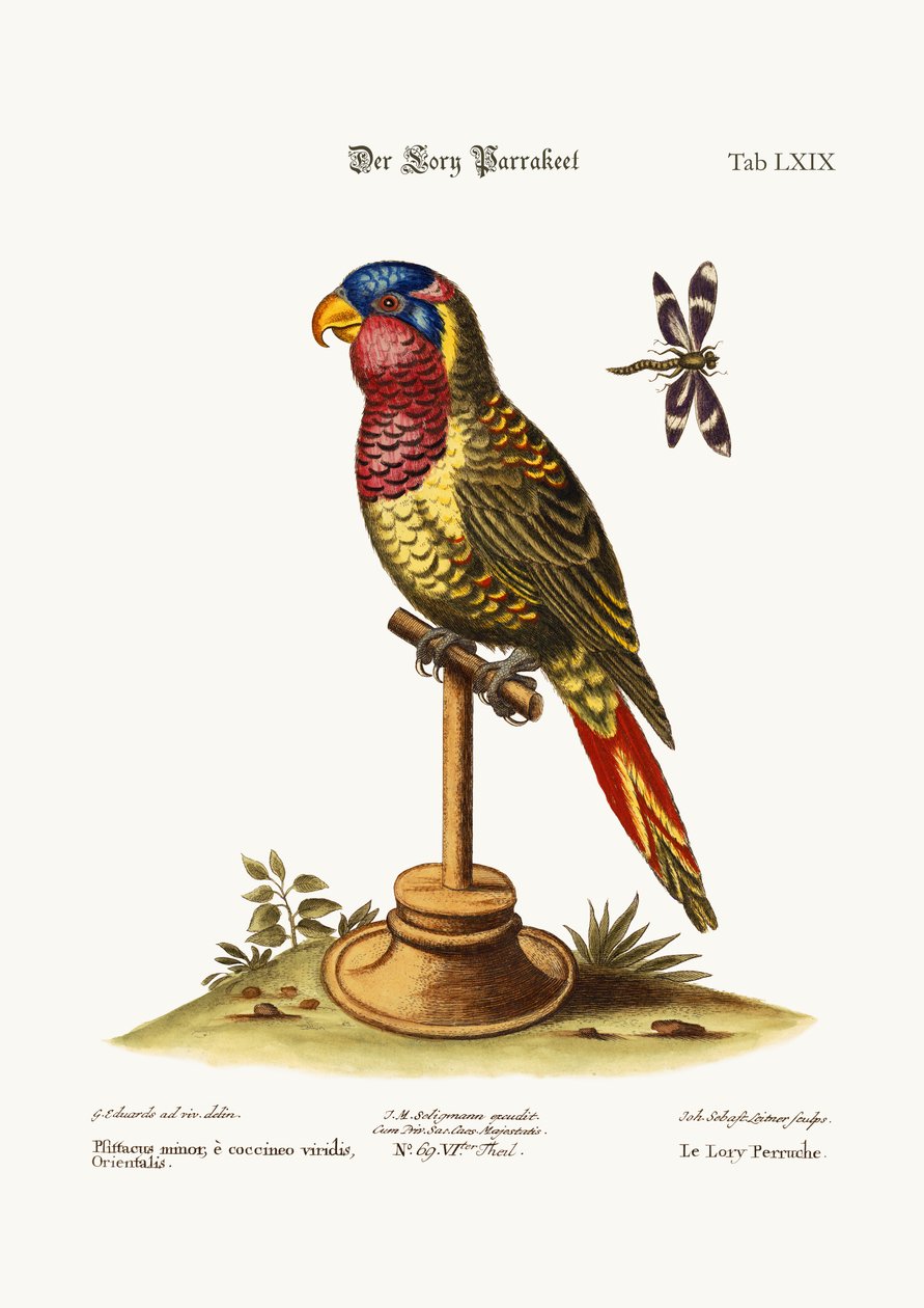 लॉरी-पाराक्केट, 1749-73 द्वारा जॉर्ज एडवर्ड्स