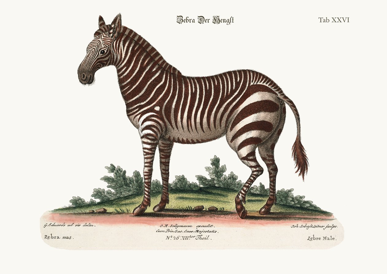द मेल ज़ेबरा, 1749-73 द्वारा जॉर्ज एडवर्ड्स