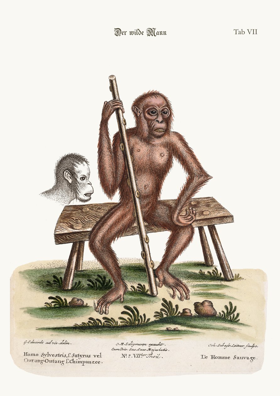 द मैन ऑफ द वुड्स, 1749-73 द्वारा जॉर्ज एडवर्ड्स