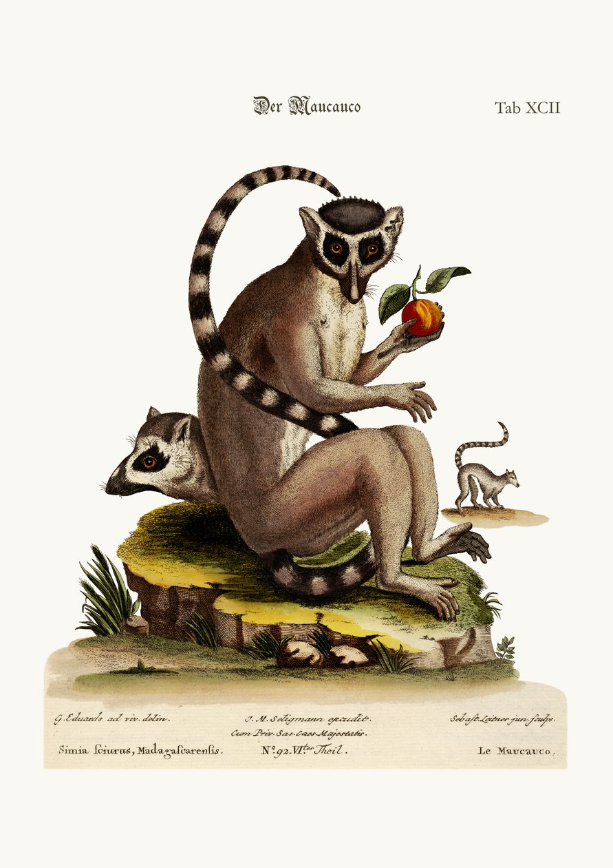 द मौकुको, 1749-73 द्वारा जॉर्ज एडवर्ड्स