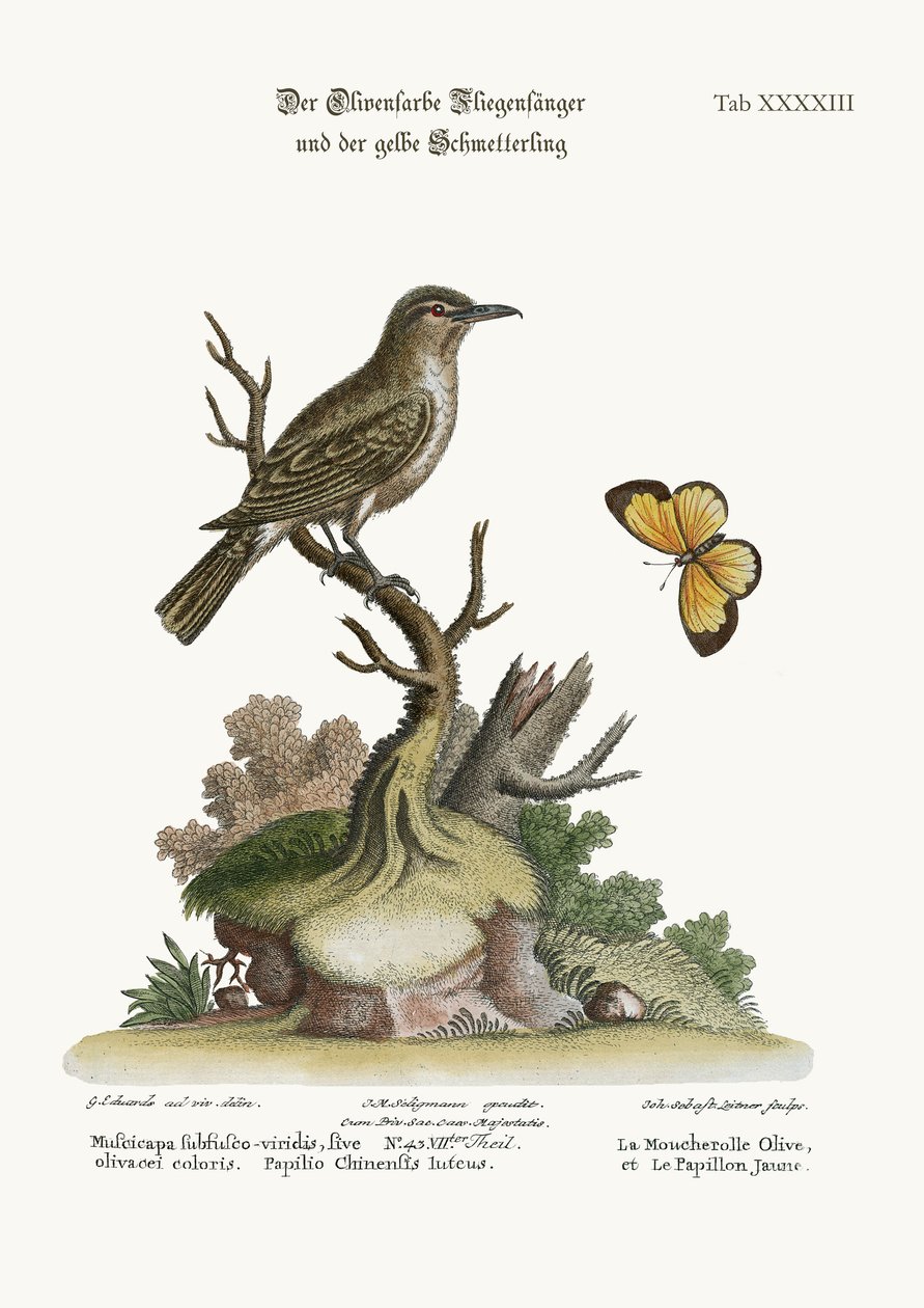 ऑलिव-कलर फ्लाईकैचर और येलो बटरफ्लाई, 1749-73 द्वारा जॉर्ज एडवर्ड्स