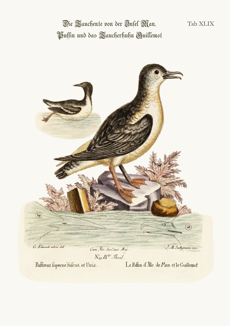 आइल ऑफ मैन, और गुइलोट का पफिन, 1749-73 द्वारा जॉर्ज एडवर्ड्स