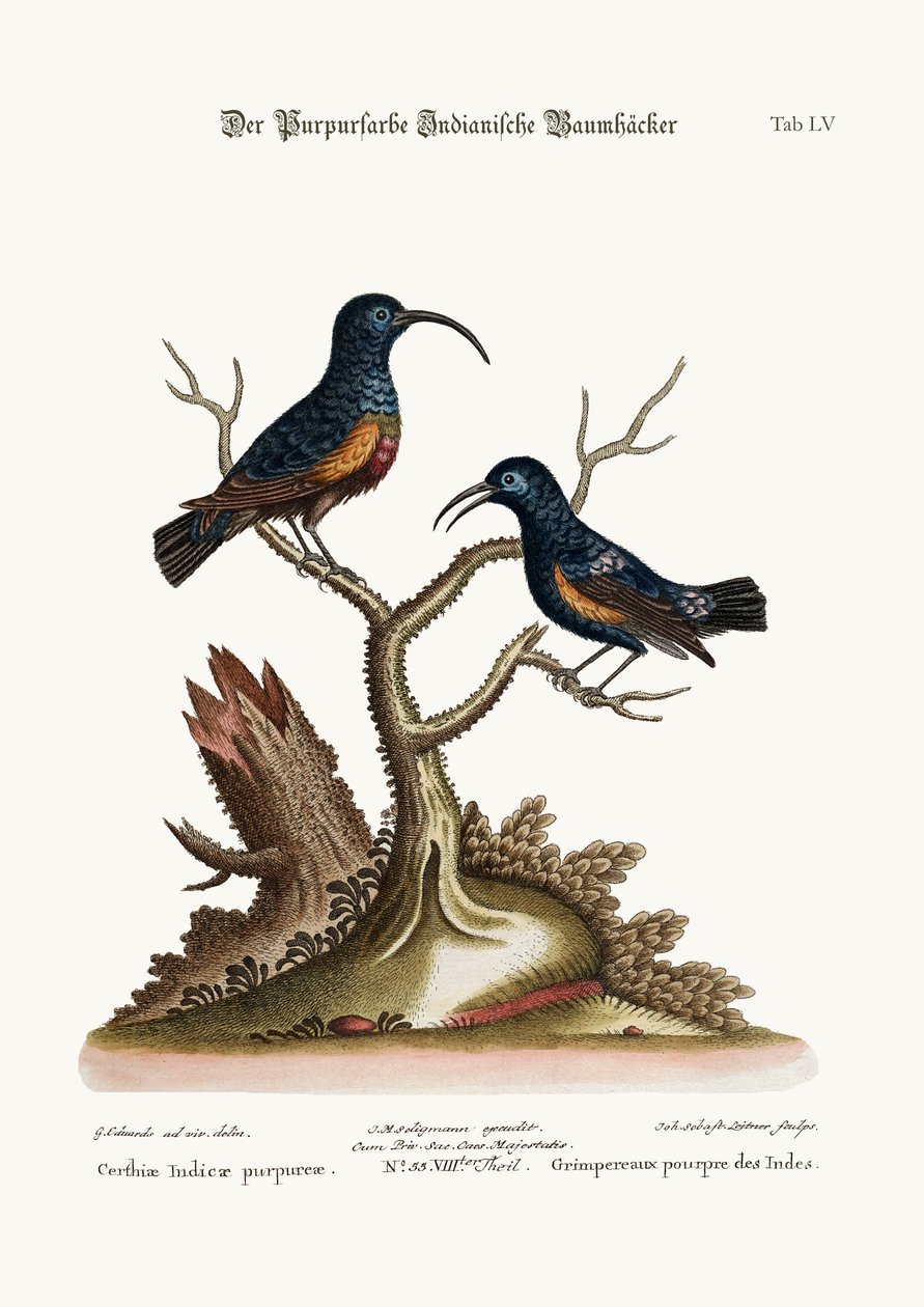 द पर्पल इंडियन क्रीपर्स, 1749-73 द्वारा जॉर्ज एडवर्ड्स