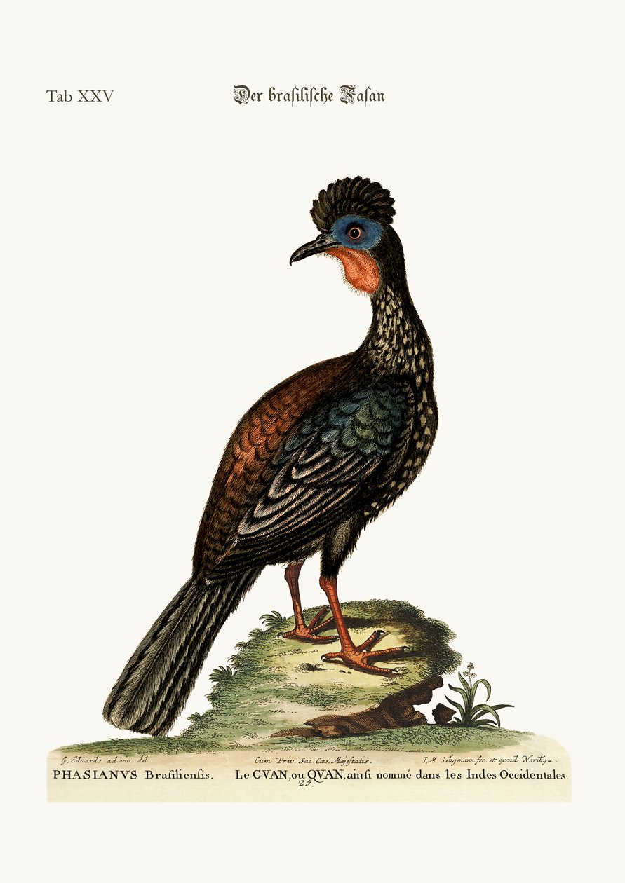 क्वान या गुआन, 1749-73 द्वारा जॉर्ज एडवर्ड्स