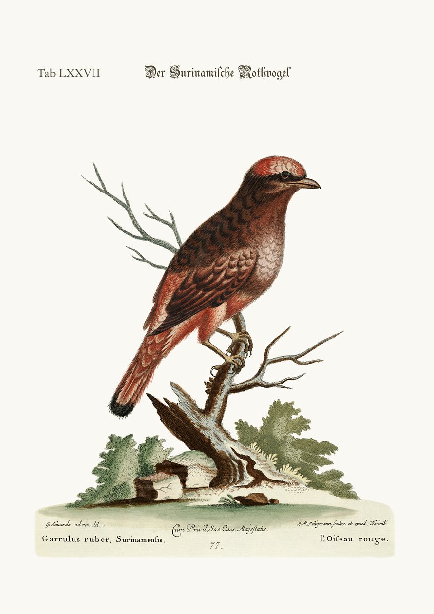 सूरिनम से लाल पक्षी, 1749-73 द्वारा जॉर्ज एडवर्ड्स