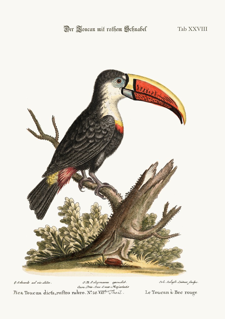 रेड-बीकड टौकन, 1749-73 द्वारा जॉर्ज एडवर्ड्स