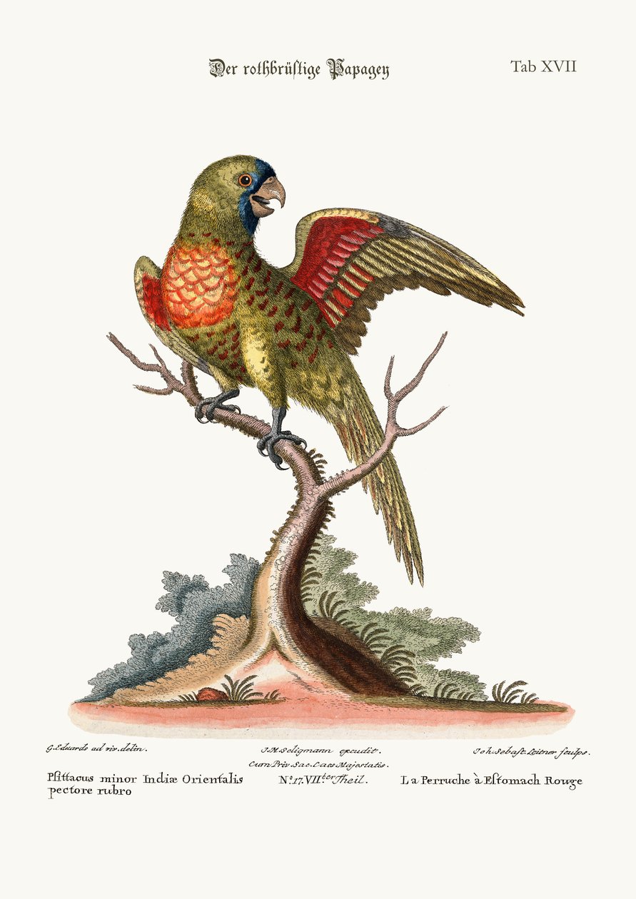 रेड-ब्रेस्टेड पाराकेकेट, 1749-73 द्वारा जॉर्ज एडवर्ड्स