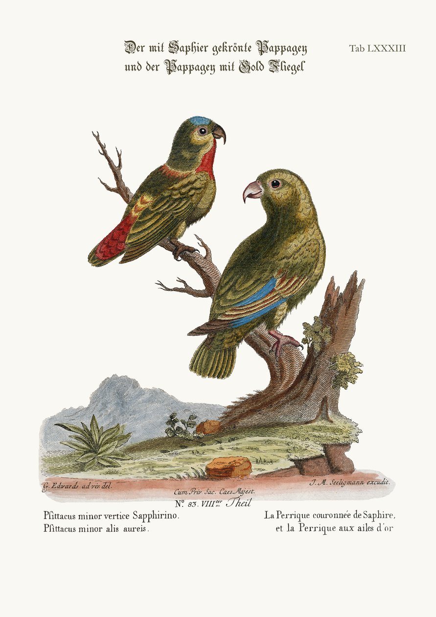 नीलमणि-मुकुट Parrakeet, और गोल्डन-पंखों वाला Parrakeet, 1749-73 द्वारा जॉर्ज एडवर्ड्स
