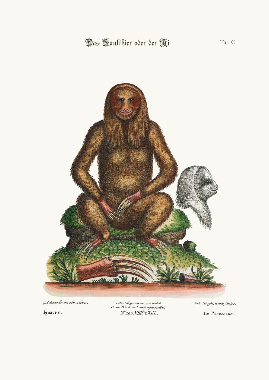 द स्लॉथ, 1749-73 द्वारा जॉर्ज एडवर्ड्स
