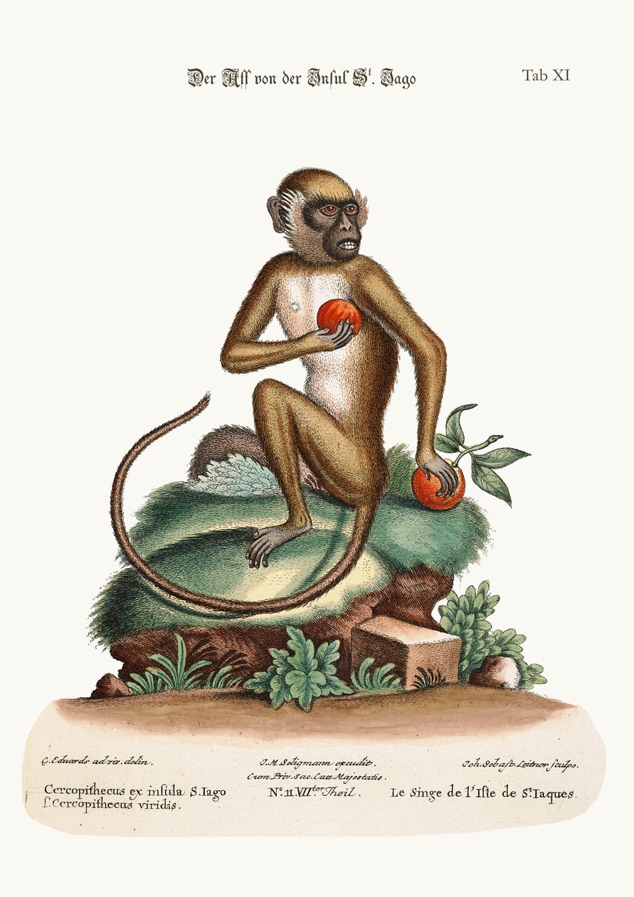 सेंट जागो बंदर, 1749-73 द्वारा जॉर्ज एडवर्ड्स