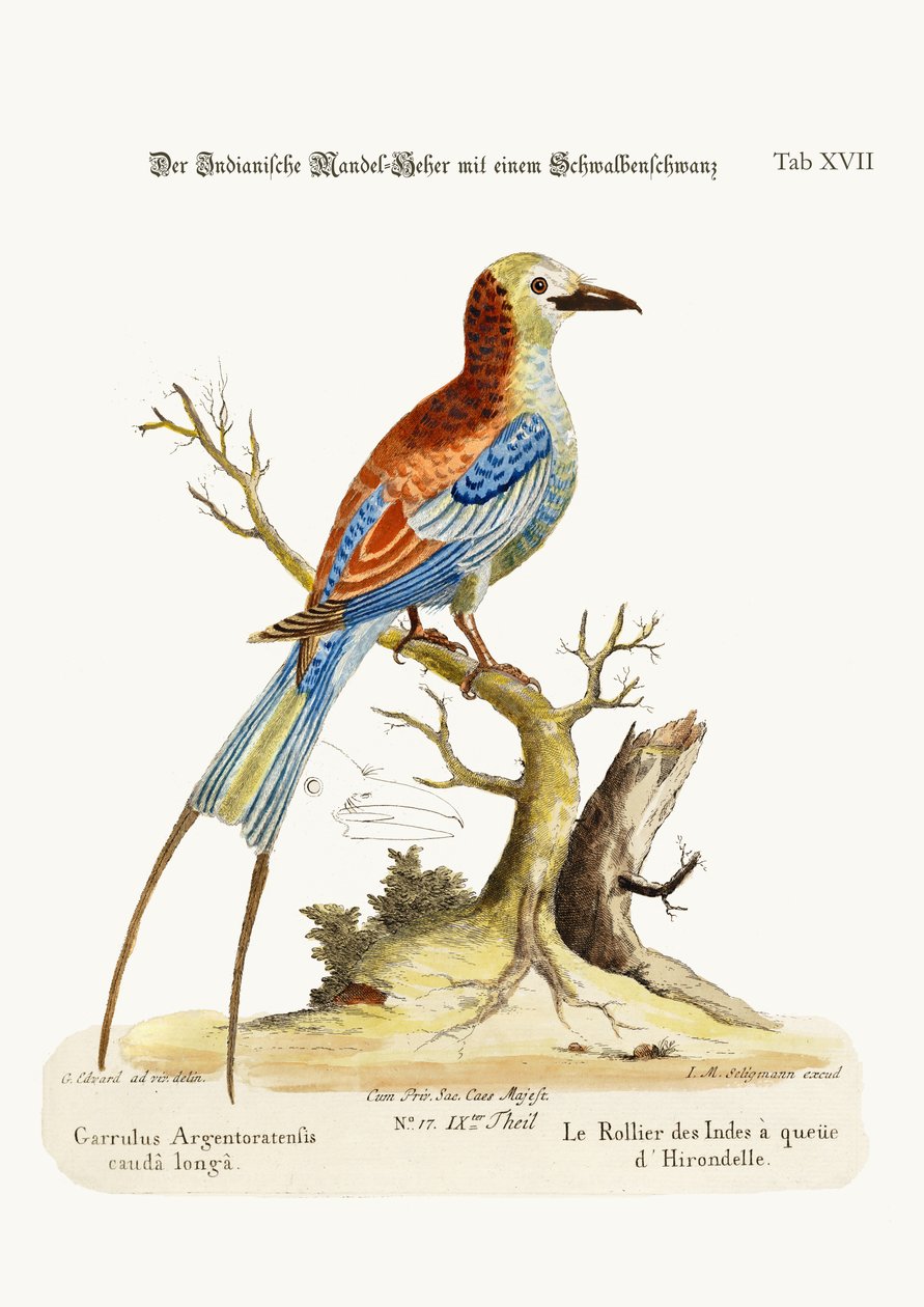 द स्वैल-टेल्ड इंडियन रोलर, 1749-73 द्वारा जॉर्ज एडवर्ड्स