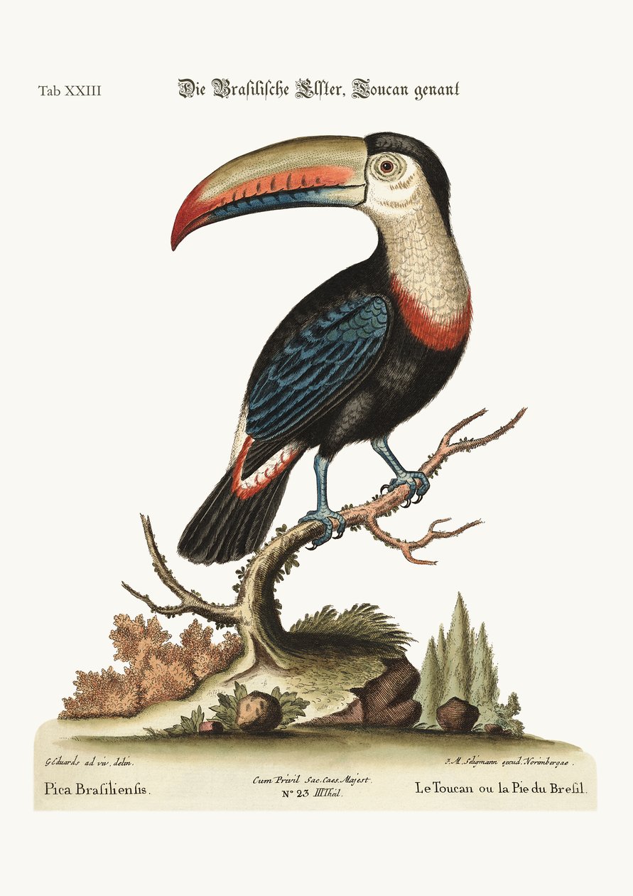 टूकेन या ब्रासीलियन पाइ, 1749-73 द्वारा जॉर्ज एडवर्ड्स