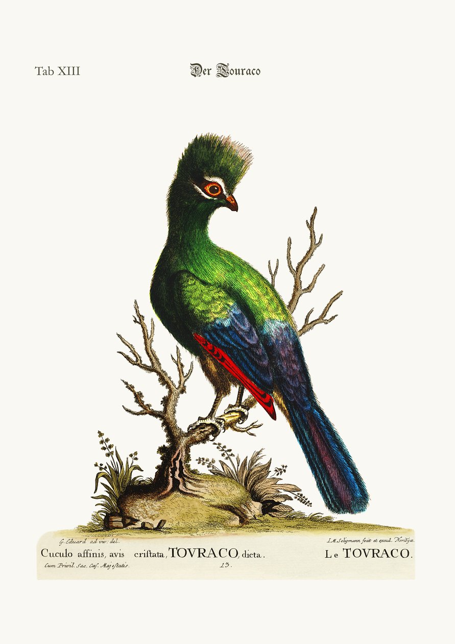 टूराको, 1749-73 द्वारा जॉर्ज एडवर्ड्स