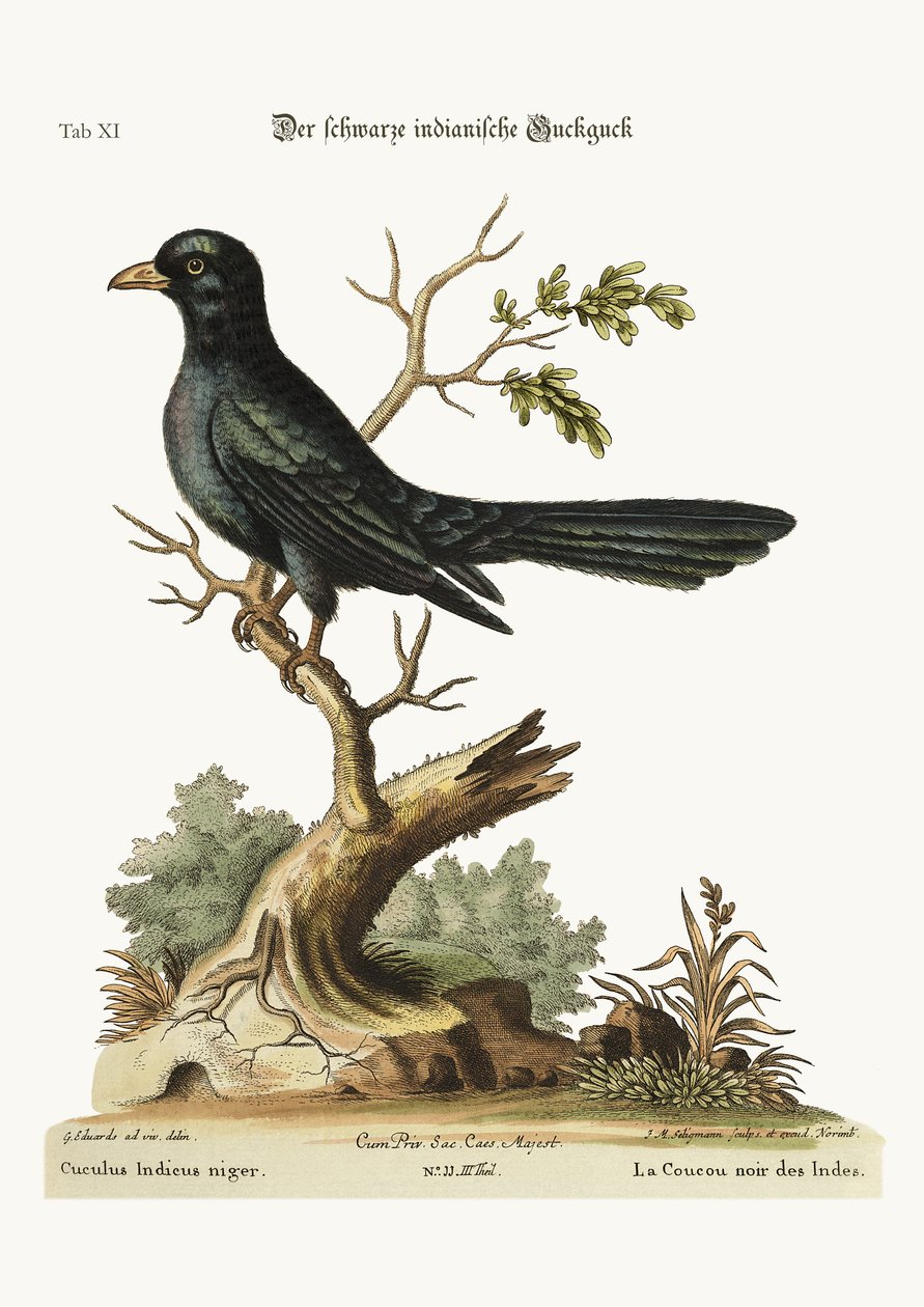काले भारतीय कोयल, 1749-73 द्वारा जॉर्ज एडवर्ड्स
