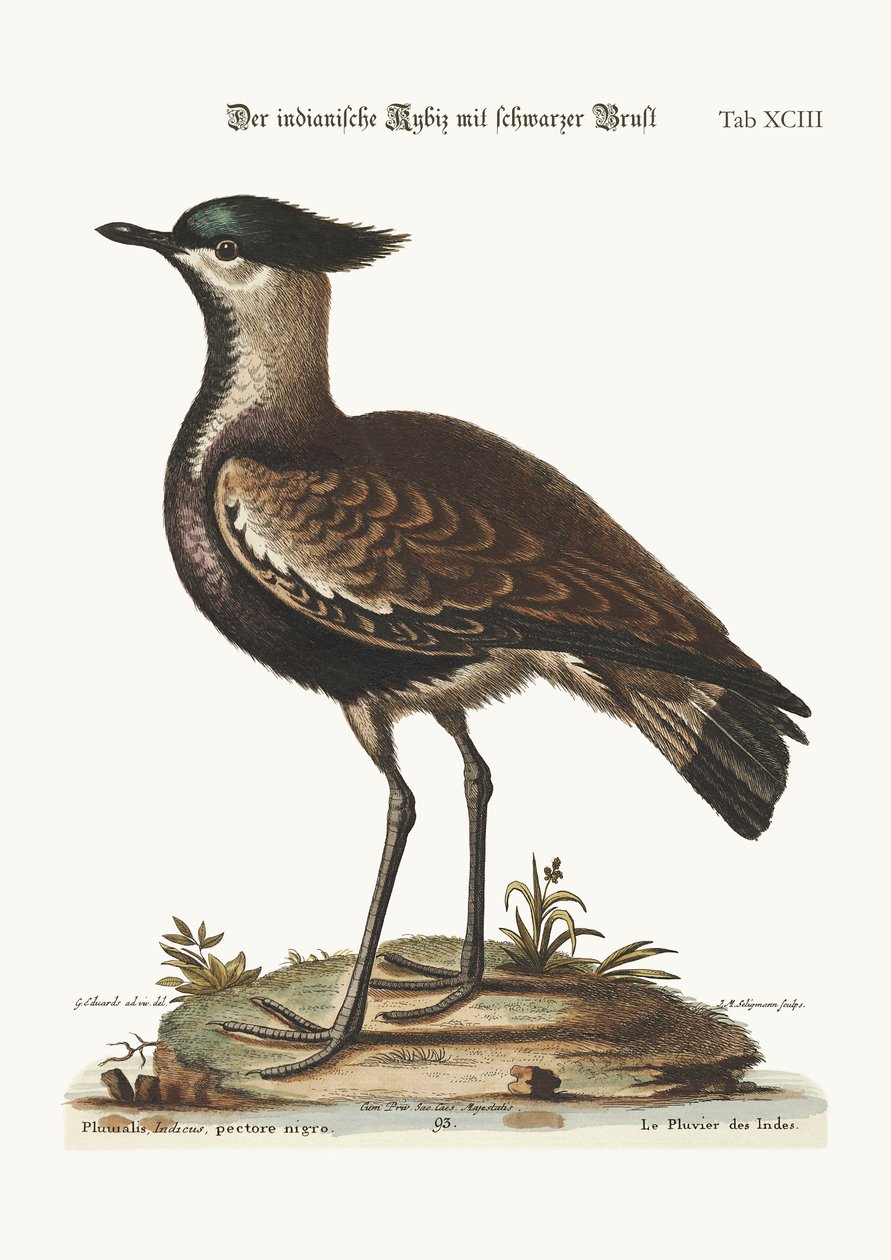 ब्लैक-ब्रेस्टेड इंडियन प्लोवर, 1749-73 द्वारा जॉर्ज एडवर्ड्स
