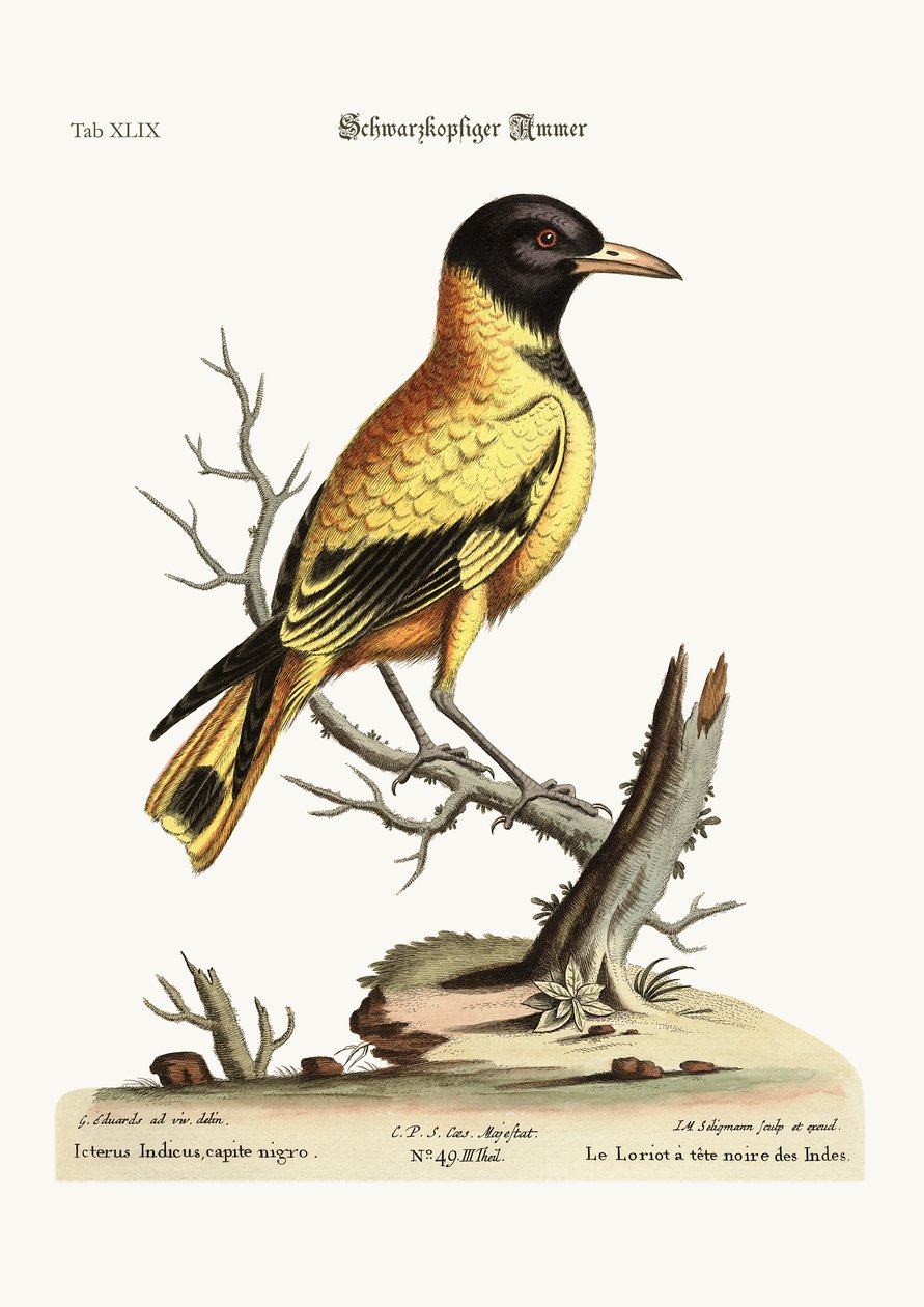 ब्लैक हेडेड इंडियन इक्टेरस, 1749-73 द्वारा जॉर्ज एडवर्ड्स