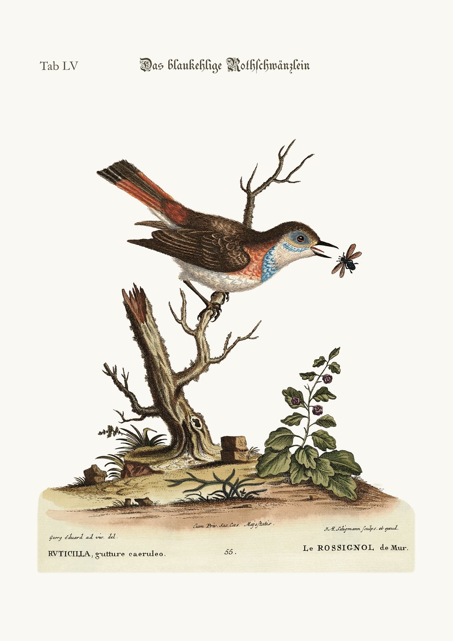 नीला-गले वाला रेडस्टार्ट, 1749-73 द्वारा जॉर्ज एडवर्ड्स
