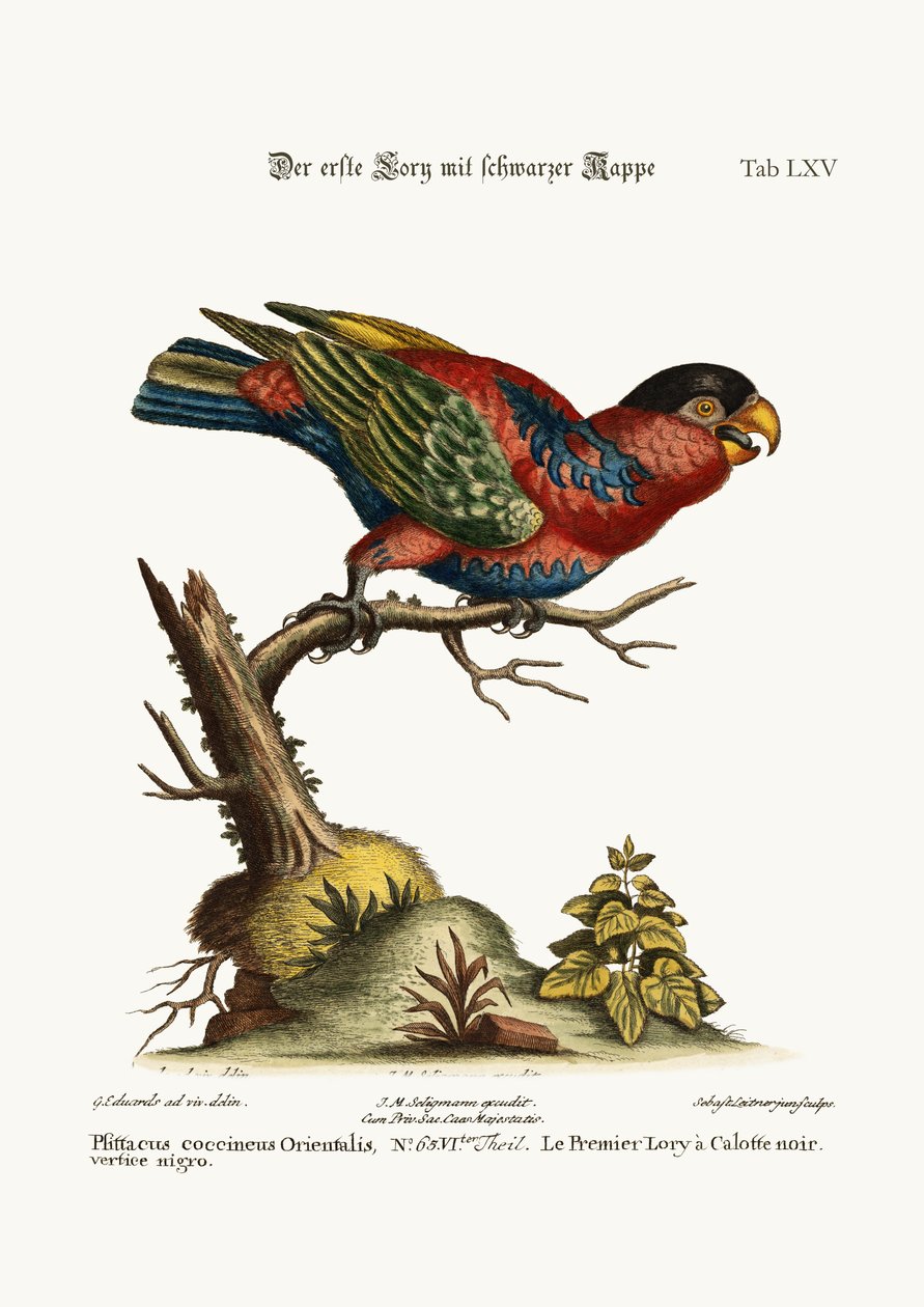 पहला ब्लैक-कैप्ड लॉरी, 1749-73 द्वारा जॉर्ज एडवर्ड्स