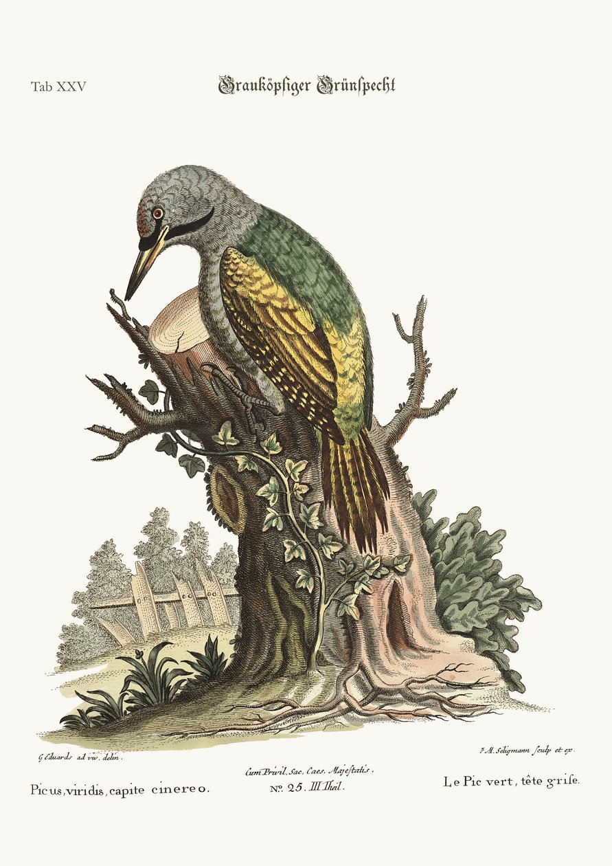 ग्रे हेडेड ग्रीन वुडपेकर, 1749-73 द्वारा जॉर्ज एडवर्ड्स