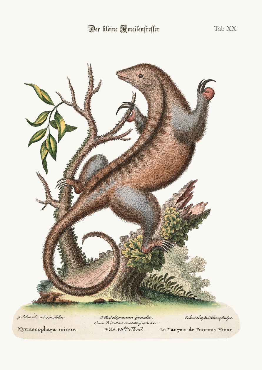 थोड़ा एंट-ईटर, 1749-73 द्वारा जॉर्ज एडवर्ड्स