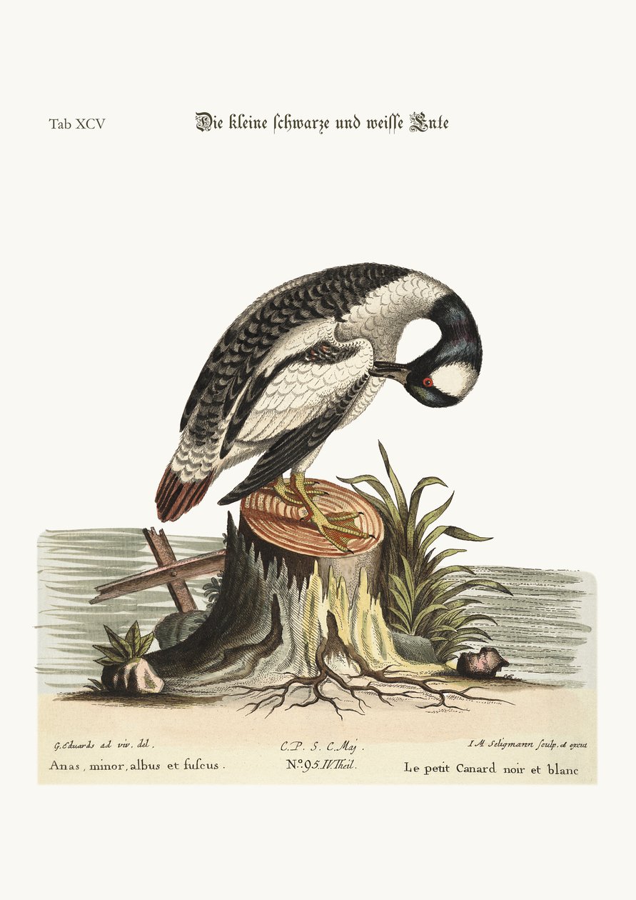 द लिटिल ब्लैक एंड व्हाइट डक, 1749-73 द्वारा जॉर्ज एडवर्ड्स