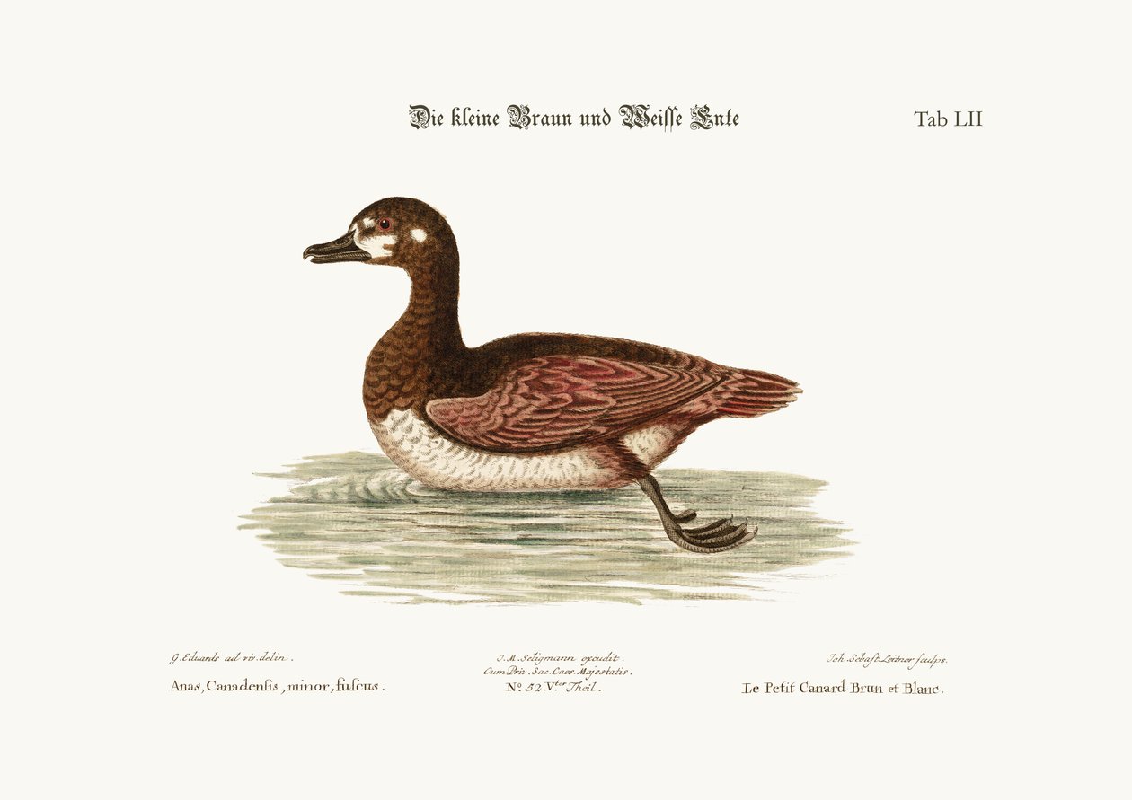 छोटा भूरा और सफेद बतख, 1749-73 द्वारा जॉर्ज एडवर्ड्स